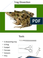 Frog PPT