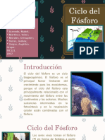 Ciclo Del Fósforo