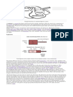 Ruminant Digestive System