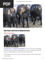 Dairy Project Report With 50 Murrah Buffaloes - Agrifarming