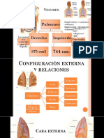 Pulmones y Arbol Traqueobronquial