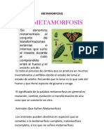 METAMORFOSIS