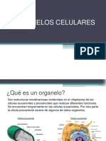 Organelos Celulares PDF