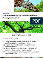 Cellular Respiration and Photosyntesis