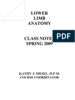 Lower Limb Anatomy Class Notes