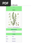 Rosmarinus Officinalis