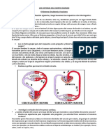 Los Sistemas Del Cuerpo Humano