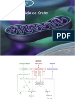 Internet Slide Aula Ciclo de Krebs