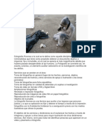 Fotografia Forense