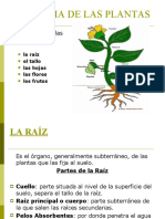 Anatomia de Las Plantas