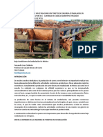 Bovinos de Carne Manejo PDF