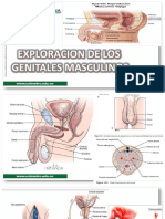 Exploración Genitales Masculinos