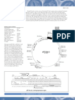 pET24adm Map