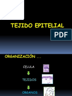 6 - Tejido Epitelial