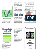 Triptico Celula Animal y Vegetal