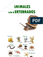 Animales Invertebrados