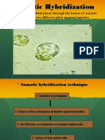 1.somatic Hybridisation