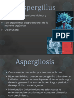 Aspergillus