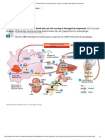 Formation and Destruction of Red Blood Cells, and The Recycling of Hemoglobin Components