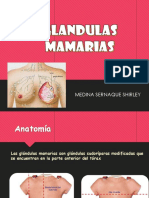 Glandulas Mamarias