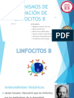 Activación Del Linfocito B