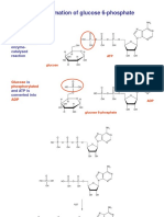 Formation of Glucose 6-Phosphate