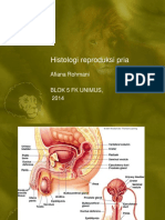 Histologi Reproduksi Pria