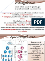 Sistema Rep. Humano e Gamet. - Gametogênese