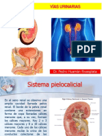 Anatomía Vías Urinarias