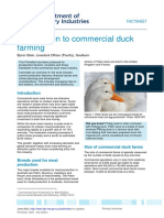 Introduction To Commercial Duck Farming PDF