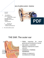 Four Major Divisions of Auditory System - Anatomy