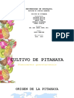  Cultivo de Pitahaya