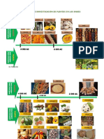 Linea de Tiempo de Domesticación de Plantas Comestibles - Perú Andino