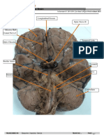 Neuroscience: Parts of The Brain