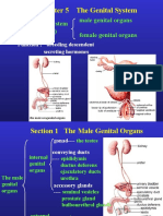 The Genital System (Reproductive) Male Genital Organs Female Genital Organs