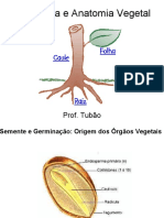 Morfologia Vegetal