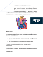 Configuración Interna Del Corazón