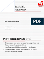 Biosíntesis Del Peptidoglicano