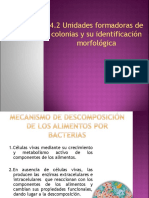 4.2 Unidades Formadoras de Colonias y Su Identificación Morfológica