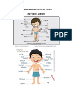 Las Partes Del Cuerpo