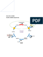 Ciclo de La Urea 