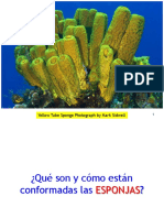 Clase Porifera