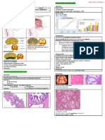 Prostate Glands