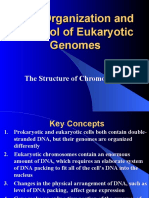 Eukaryotic Dna Org