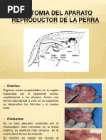 Anatomia y Fisiologia Del Aparato Reproductorr