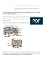 Farmacologia Anotações