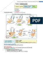 Tema 1. Embriología