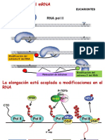 15 Procesamiento Rna - 17 2