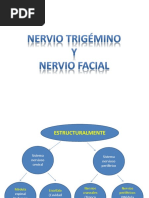 3.-Nervio Trigémino y Facial