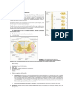 Mielopatias Clasificacion Clinica Diagnostico y Tratamiento